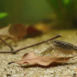 Cajun Dwarf Crayfish