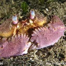 Flame Box Crab