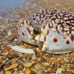 Flame Box Crab, photo 2