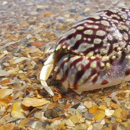 Flame Box Crab, photo 3