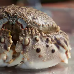 Flame Box Crab, photo 4