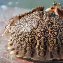 Flame Box Crab, photo 5