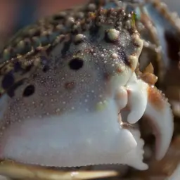 Flame Box Crab, photo 6