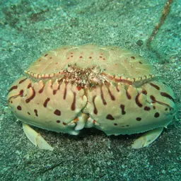 Box Crab, photo 1