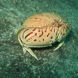 Box Crab, photo 3