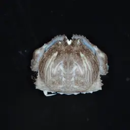 Box Crab, photo 4
