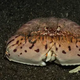Box Crab, photo 5