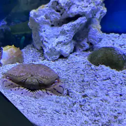 Box Crab, photo 6