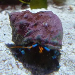 Blue Leg Hermit Crab, photo 1