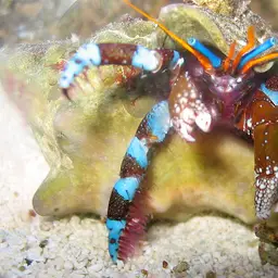 Blue Leg Hermit Crab, photo 2