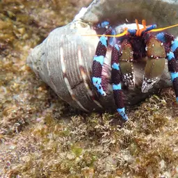 Blue Leg Hermit Crab, photo 3