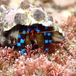 Blue Leg Hermit Crab, photo 4