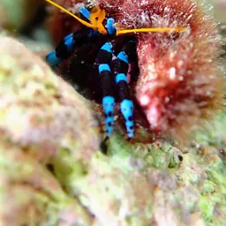 Blue Leg Hermit Crab, photo 6
