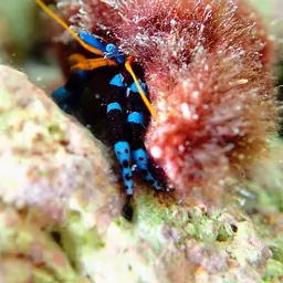 Blue Leg Hermit Crab, photo 7