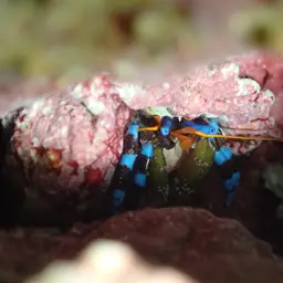 Blue Leg Hermit Crab, photo 8