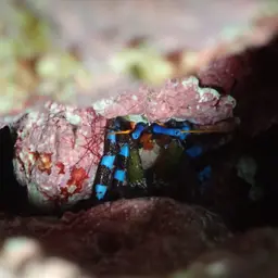 Blue Leg Hermit Crab, photo 9