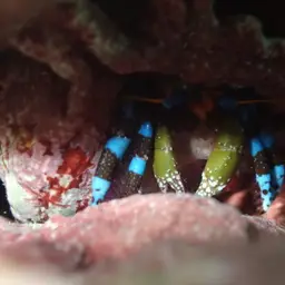 Blue Leg Hermit Crab, photo 10