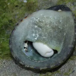 Hawaiian Hermit, photo 2