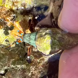 Hawaiian Hermit, photo 3