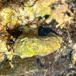 Hawaiian Hermit, photo 4
