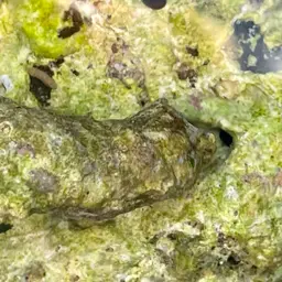 Hawaiian Hermit, photo 5