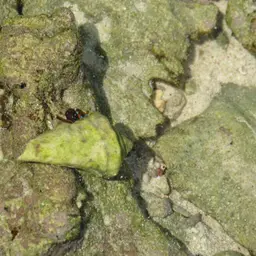 Hawaiian Hermit, photo 6