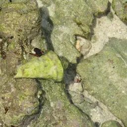 Hawaiian Hermit, photo 7