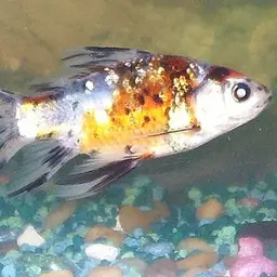 Calico Goldfish, photo 3