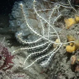Northern Sea Fan, photo 1