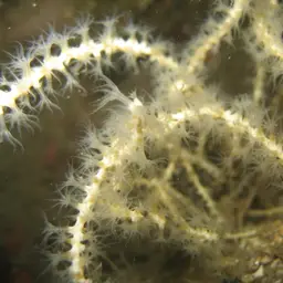Northern Sea Fan, photo 2