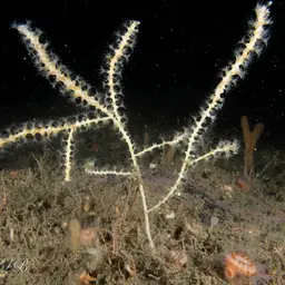Northern Sea Fan, photo 3