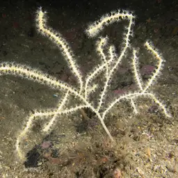 Northern Sea Fan, photo 4