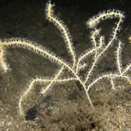 Northern Sea Fan, photo 5