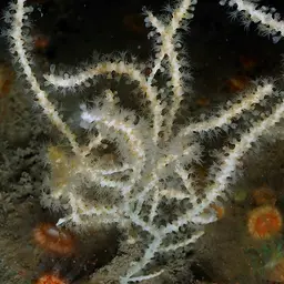Northern Sea Fan, photo 6