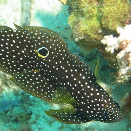 Marine Betta, photo 2