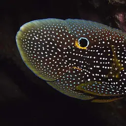 Marine Betta, photo 4