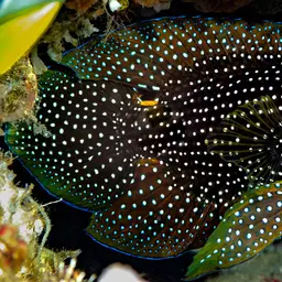 Marine Betta, photo 5