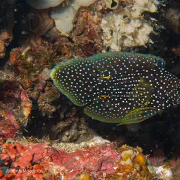 Marine Betta, photo 6