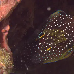 Marine Betta, photo 7