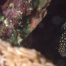 Marine Betta, photo 8