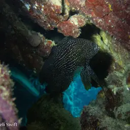Marine Betta, photo 9