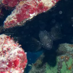 Marine Betta, photo 10
