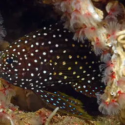 Marine Betta, photo 11