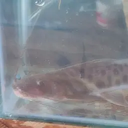 Vulture Catfish, photo 2