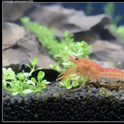 Mexican Dwarf Crayfish, photo 1