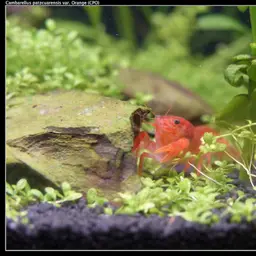 Mexican Dwarf Crayfish, photo 2