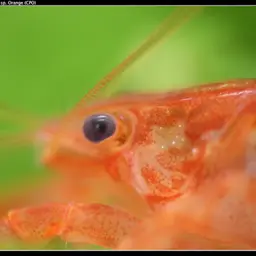 Mexican Dwarf Crayfish, photo 3
