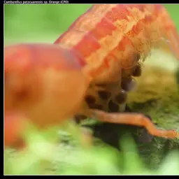 Mexican Dwarf Crayfish, photo 4