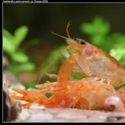 Mexican Dwarf Crayfish, photo 5