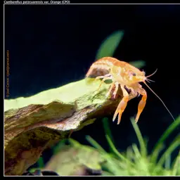 Mexican Dwarf Crayfish, photo 6